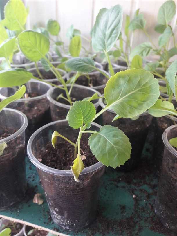 Мучнистая роса