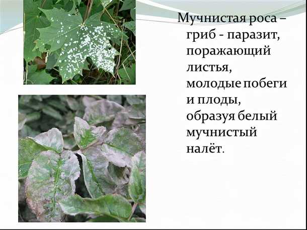 2. 'Биолант-Ультра'