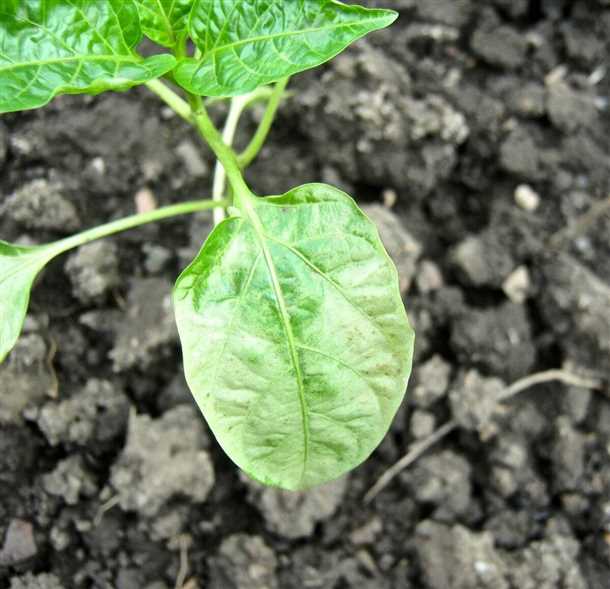 Причины появления белых листьев у перцев Почему листья перцев становятся белыми