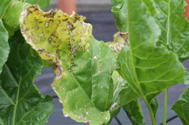 Почему листья свеклы желтеют, краснеют, скручиваются и вянут Почему листья свеклы желтеют краснеют скручиваются и вянут