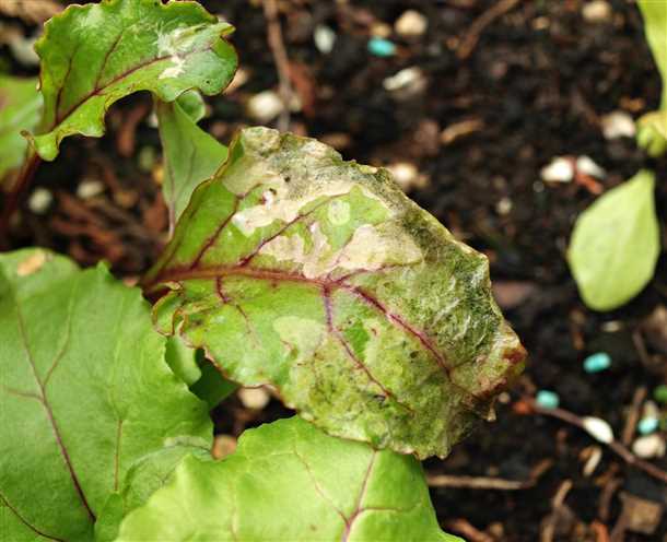 1. Желтение и краснение листьев