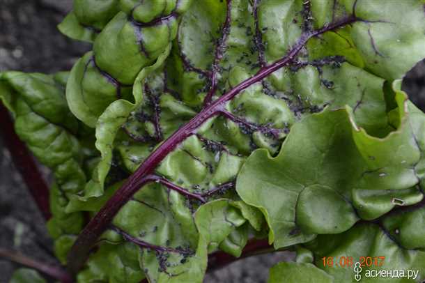 Как посадить свеклу (видео)