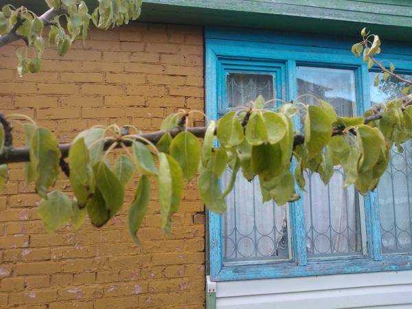 Листья груши: индикатор болезней, определение и лечение недугов Листья у груши как индикатор болезней учимся определять и лечить недуги