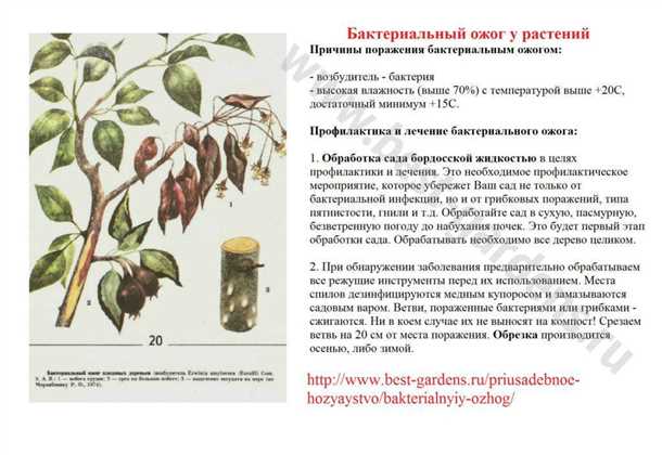 2. Опалесценция листьев