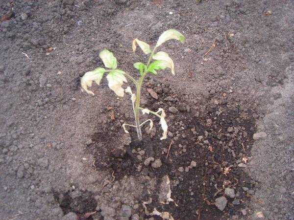 Бурая пятнистость на томатах (видео)