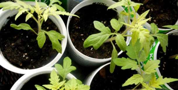 Как предотвратить бурое пятнистость на томатах?