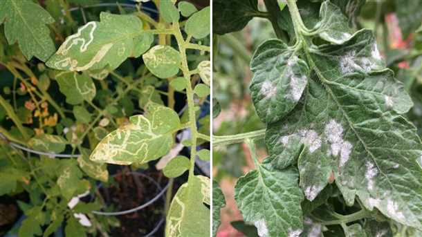 Болезни томатов (видео)