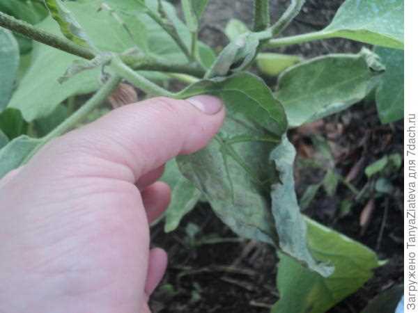 Причины увядания листьев