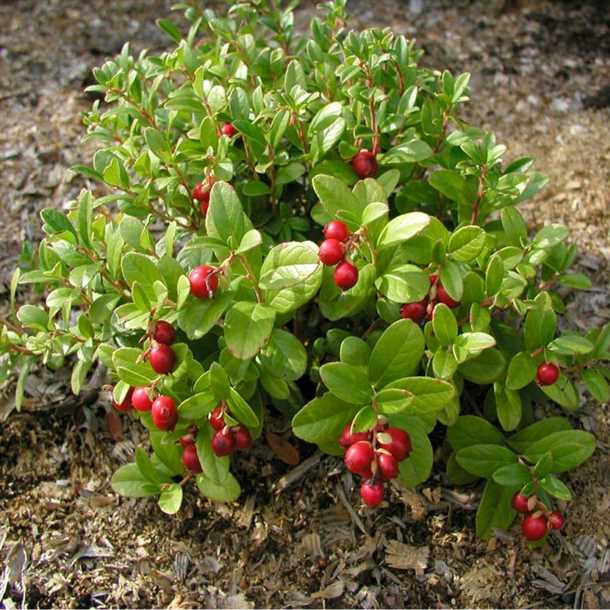 Подготовка почвы для посадки брусники