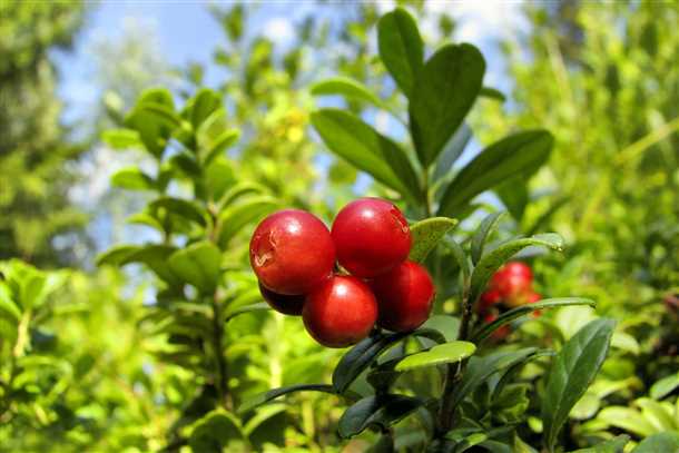 Урожай и сохранение плодов