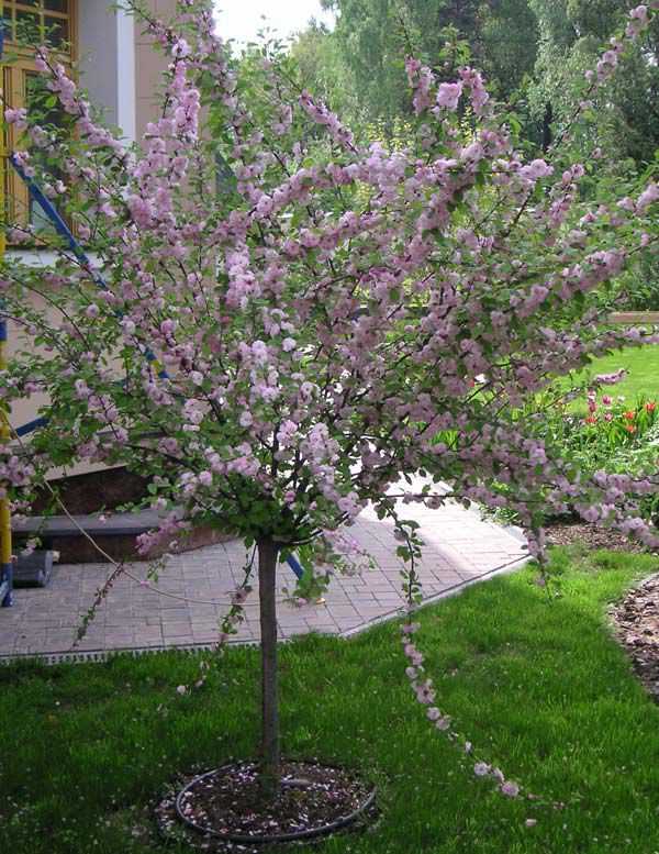 Белоцветущий декоративный миндаль