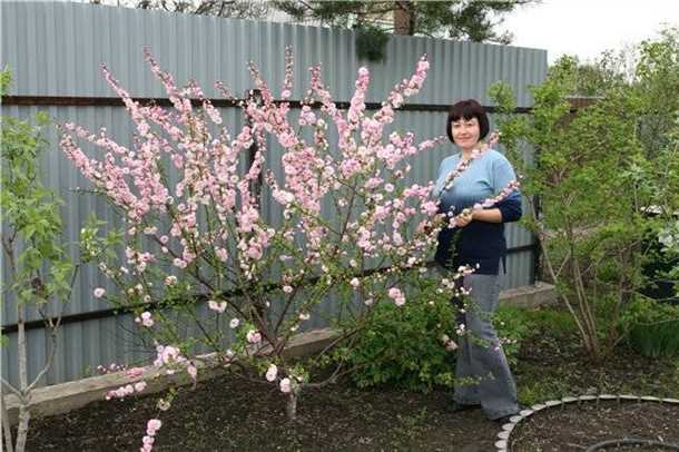 1. Плодовая чешуекрыла