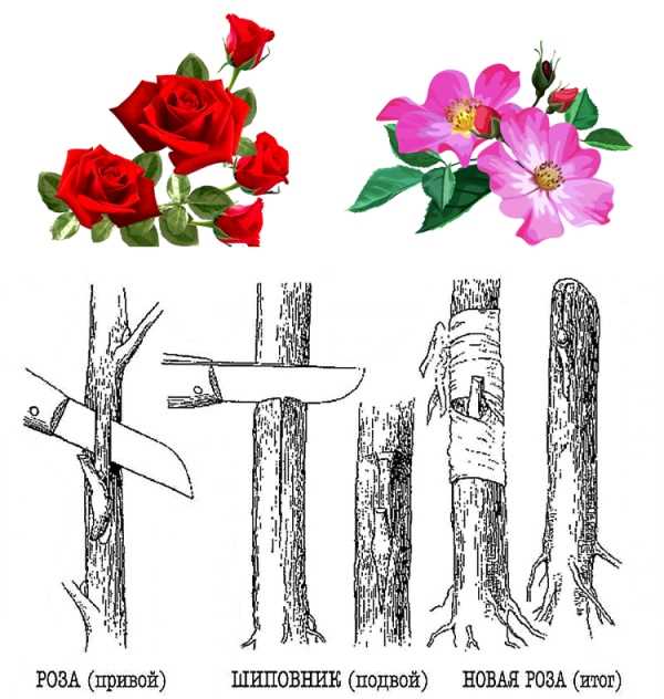 Уход за растением