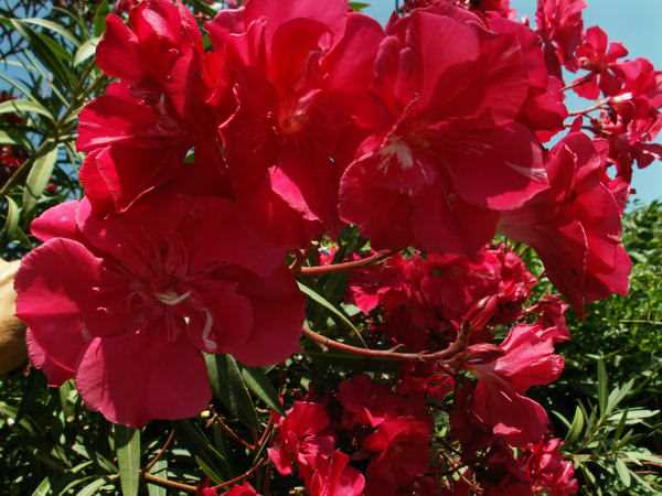 Правила ухода и выращивания