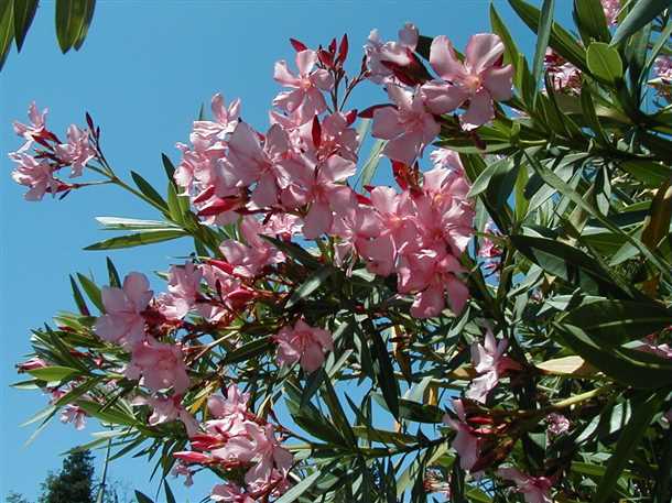 Выбор саженцов для укоренения