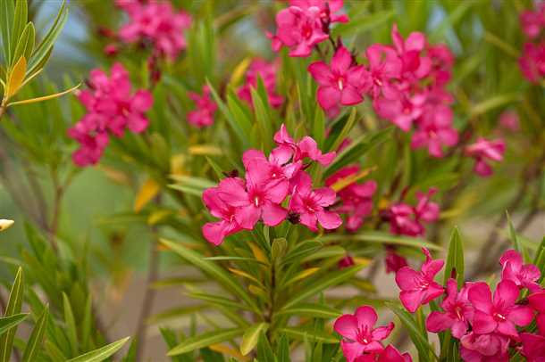 2. Минеральное удобрение