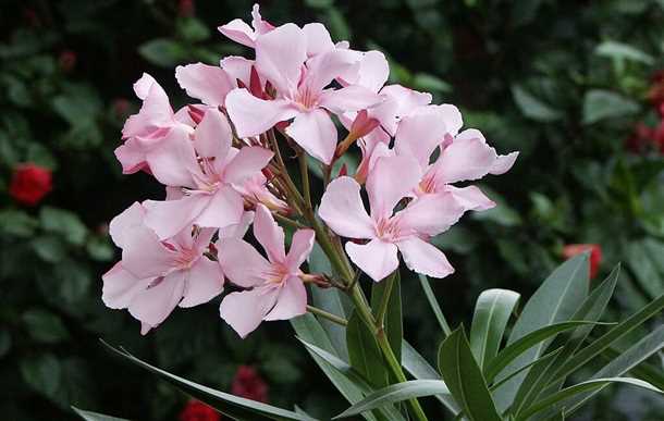 Как размножается олеандр (видео)