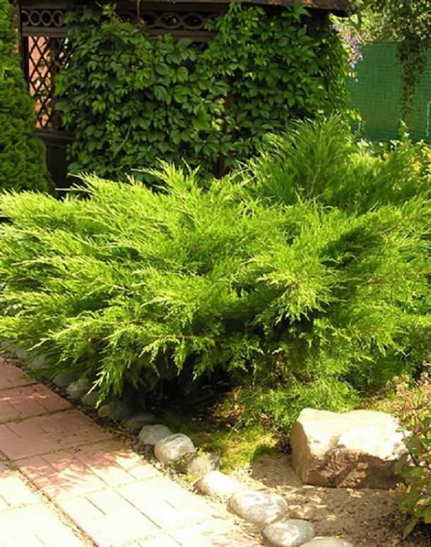 Защита от болезней и вредителей