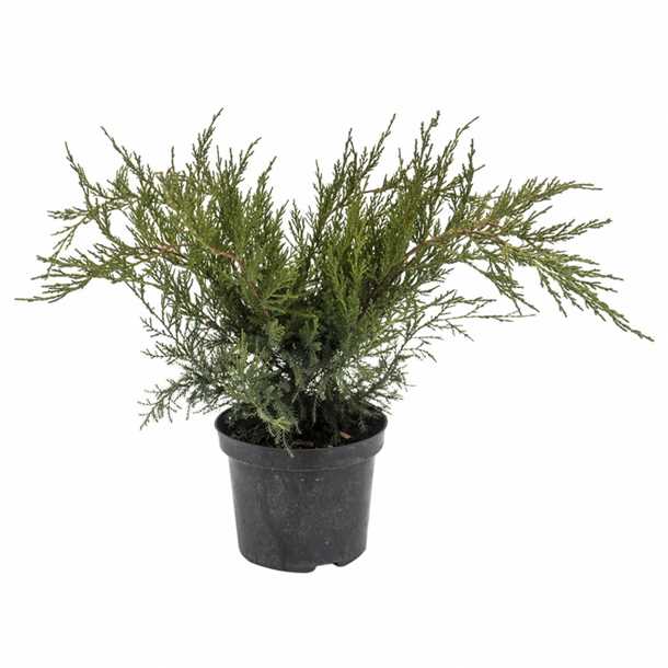 Подготовка к зиме