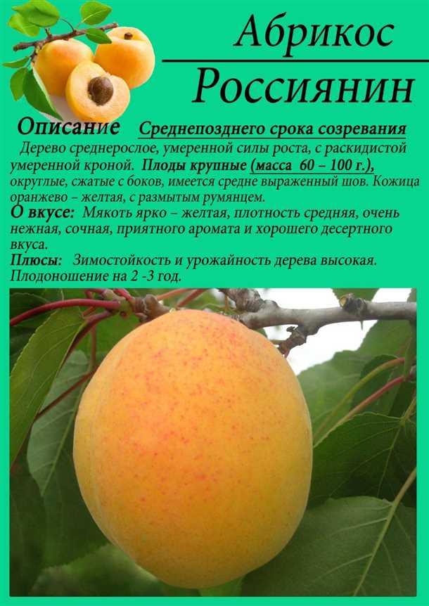 Основные особенности сорта «Лель»: