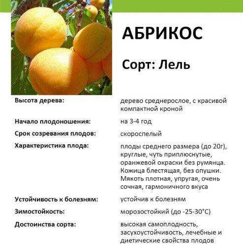 Правила полива и ухода