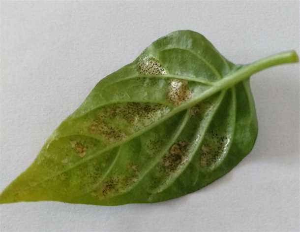 Что делать если листья перцев покрылись пятнами или опадают