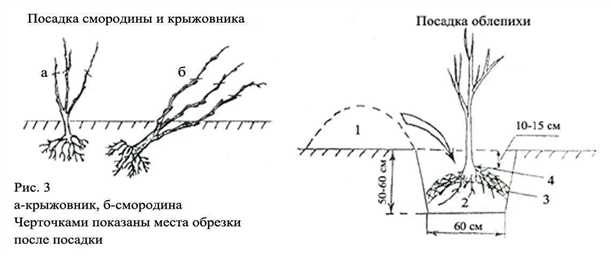Дальнейший уход